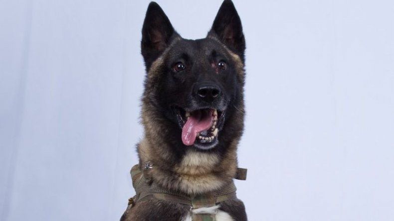 El perro que participó en el operativo contra Al Bagdadi será recibido por Trump