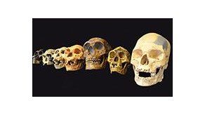 La cara humana ha evolucionado en función del tamaño del cerebro