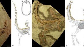 Un pequeño dinosaurio emplumado se camuflaba para huir de predadores