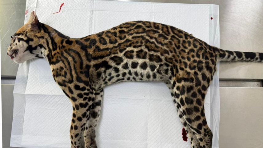 Ocelote muere atropellado en Gamboa.