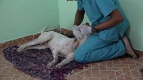 Agresión a un perro en medio de labor policial genera molestias Agresión a un perro en medio de labor policial genera molestias