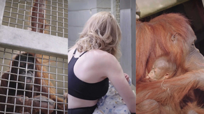 ¡Increíble! Cuidadora le enseña a mamá orangután cómo amamantar.