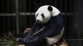 Un hombre recibe 83.400 dólares de compensación por un ataque de oso panda