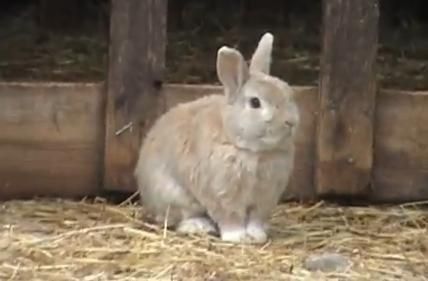 Un conejo pastor en Suecia es atracción en YouTube