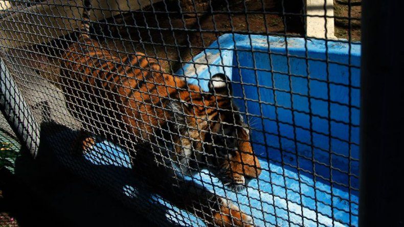 Fallece un tigre de Bengala de dos años en un zoo de Ciudad de México
