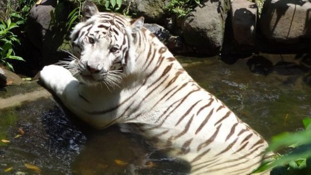 Un guarda indio, abatido por dos tigres blancos pequeños