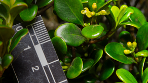 Hoja de la planta Clusia nanophylla.