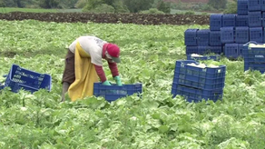 Control de precios: ¿Pierden los productores con la medida?