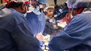 Un equipo de cirujanos estadounidenses trasplantó el corazón de un cerdo modificado genéticamente a un humano.