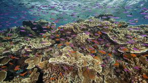 Pero la cuestión volverá a estar sobre la mesa del Comité del Patrimonio de la Humanidad en su próxima reunión anual en junio. Una delegación de la ONU inspeccionará la Gran Barrera la próxima semana.