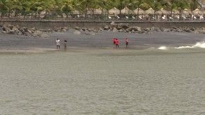 Picaduras de animales marinos puede tener grandes consecuencias