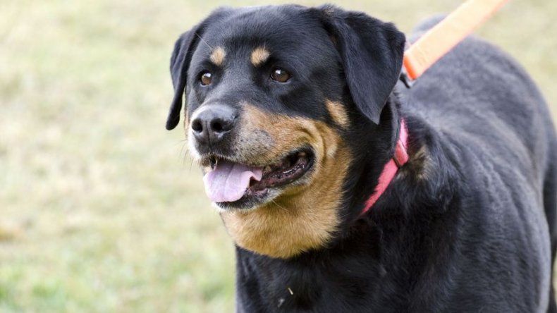 qué razas de perros tienen la lengua morada