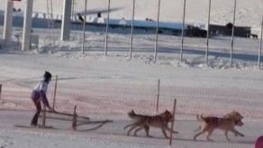 Arranca la carrera de trineos tirados por perros más larga de Eurasia