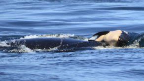 Orca de luto subraya la crisis de estos cetáceos en peligro