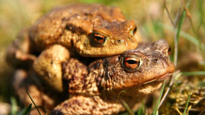 Se posterga en Bolivia el apareamiento de las ranas Romeo y Julieta