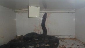 Rescatan a hombre que era asfixiado por pitón en Kentucky