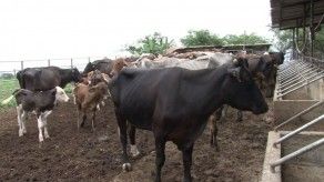 La ruta de la leche en Panamá
