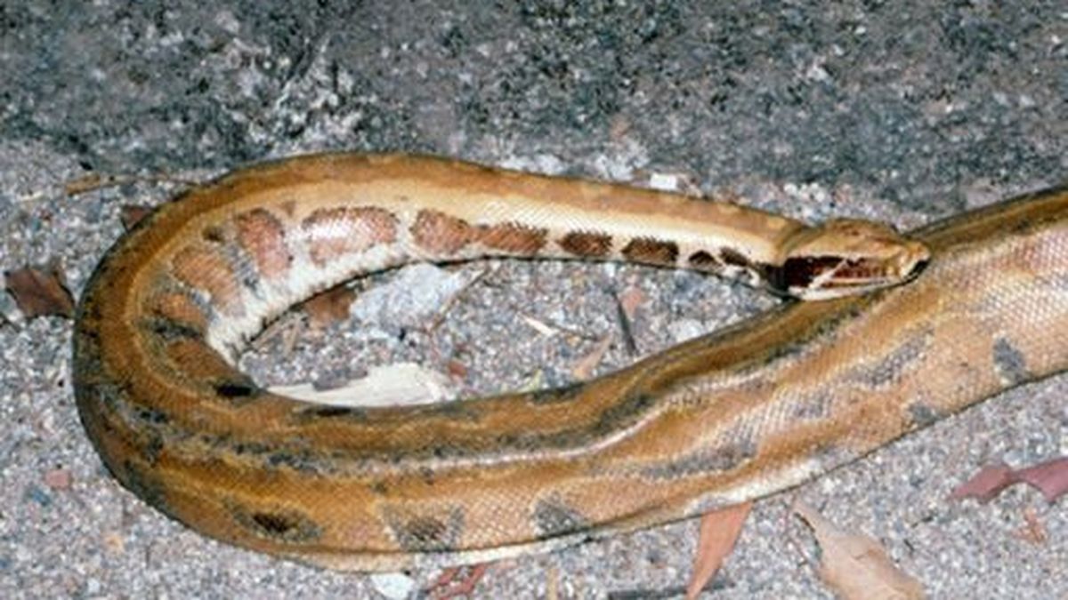 Arranca 1er concurso de caza de pitones en Florida con 800 participantes