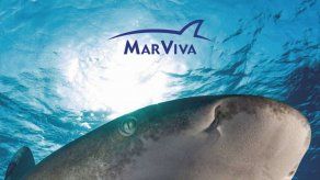 Falta de datos de población de tiburones en Panamá inquieta a ambientalistas