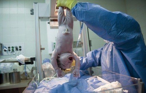 ONG denuncia negación sistemática del problema del aborto en A. Latina