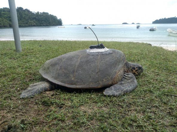 Se han colocado ocho transmisores satelitales para dar seguimiento a las rutas y movimientos migratorios de las tortugas.