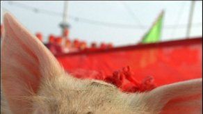 Seis productoras chilenas de cerdo en cuarentena