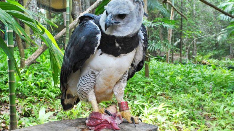 Alcaldía de Panamá continúa en la búsqueda e investigación del águila harpía  hurtada