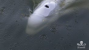 La beluga, que vive en aguas árticas, fue vista por primera vez la semana pasada en el Sena.