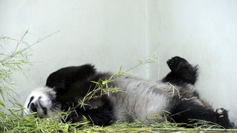 La osa panda del zoo de Edimburgo, Tian Tian, está embarazada