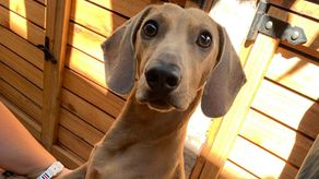 Las mascotas para combatir el estrés y el sobrepeso