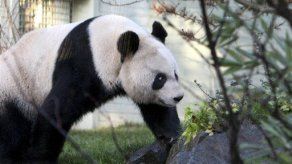 Tian Tian