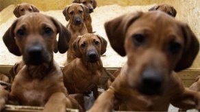 La dieta de los perros llevó a su domesticación