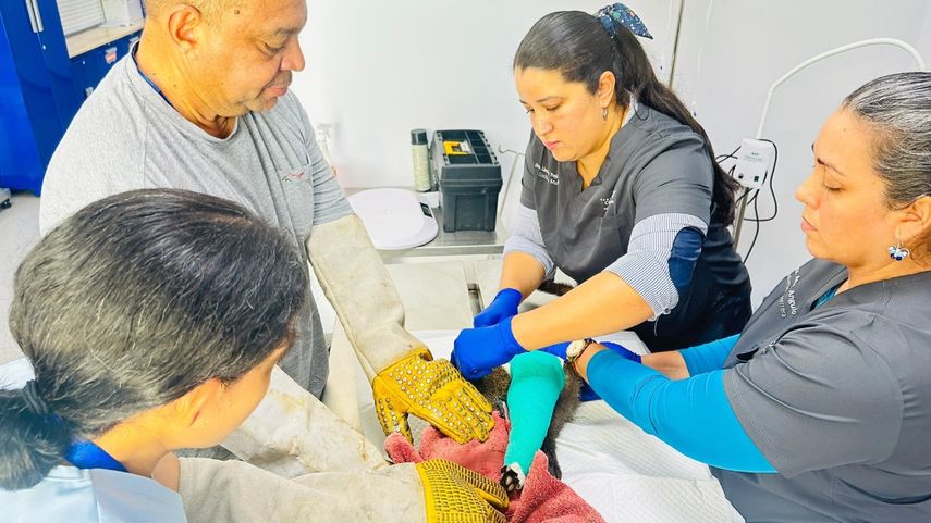 MiAmbiente operará a yaguarundí rescatado en Herrera.