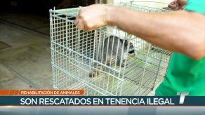 TR Verde: Rehabilitación de animales TR Verde: Rehabilitación de animales