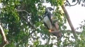 Visualizan Águila Harpía en la ciudad capital, piden no hacerle daño