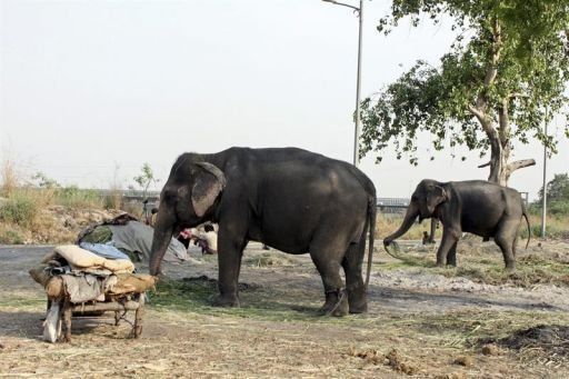 El elefante, ese animal ubicuo en la India
