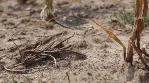 Más de 60 millones de personas en el mundo padecerán los efectos de El Niño