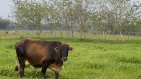 Colombia detecta nuevo brote de fiebre aftosa en el centro del país