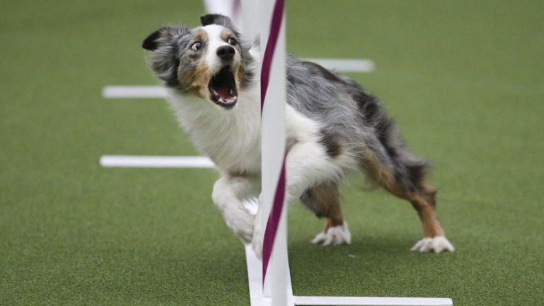 Perros cruzados triunfan en exposición canina