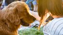 Día Mundial del Perro,&nbsp; oportunidad para rendirles homenaje.&nbsp;