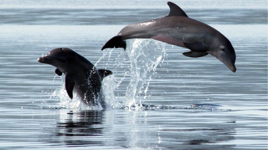 MiAmbiente advierte sobre el riesgo de alimentar a la fauna marina.