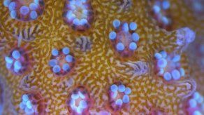 Corales del Mar Rojo podrían sobrevivir a futuro más cálido