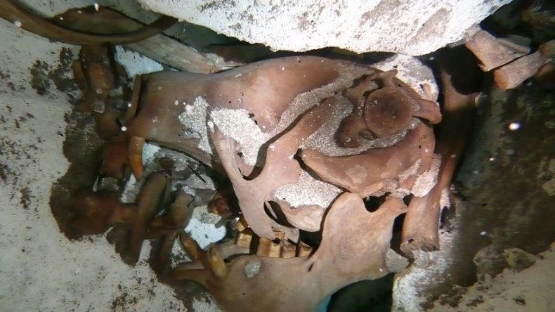 Descubren en México una especie de perezoso gigante de fines del Pleistoceno