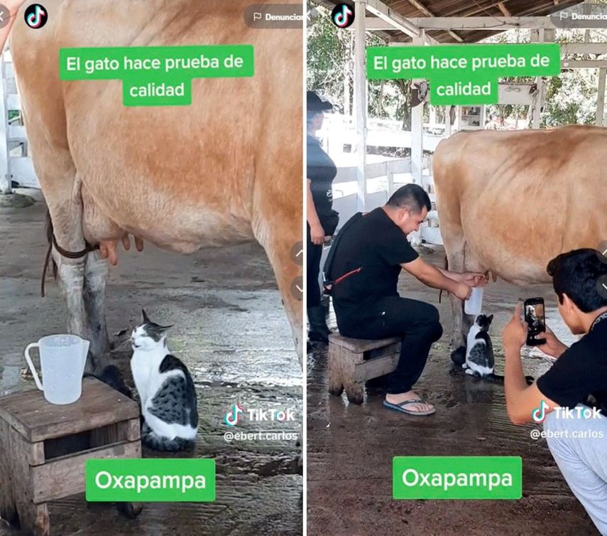 Gatito hace control de calidad de leche al ver a mujer ordeñar una vaca