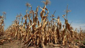 Escasez global de maíz: ¿Oportunidad de inversión?