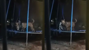 Familia se entera lo que hace su perro mientras ellos duermen.