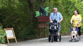 Zoológico de Cincinnati tiene nuevo gorila