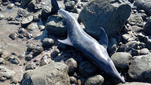 Cuatro delfines quedan varados en Playa La Candelaria en Los Santos. Cuatro delfines quedan varados en Playa La Candelaria en Los Santos.