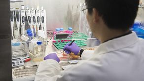 Hormigas para husmear los cánceres