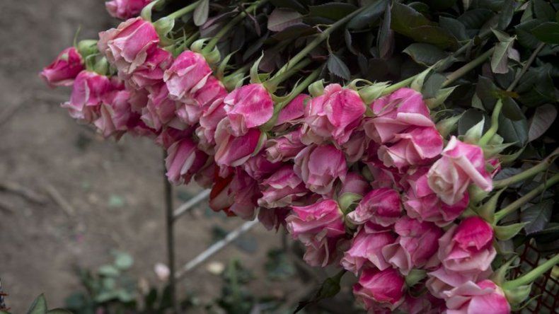 Publican decreto que aumenta aranceles para varios tipos de flores y otros  rubros